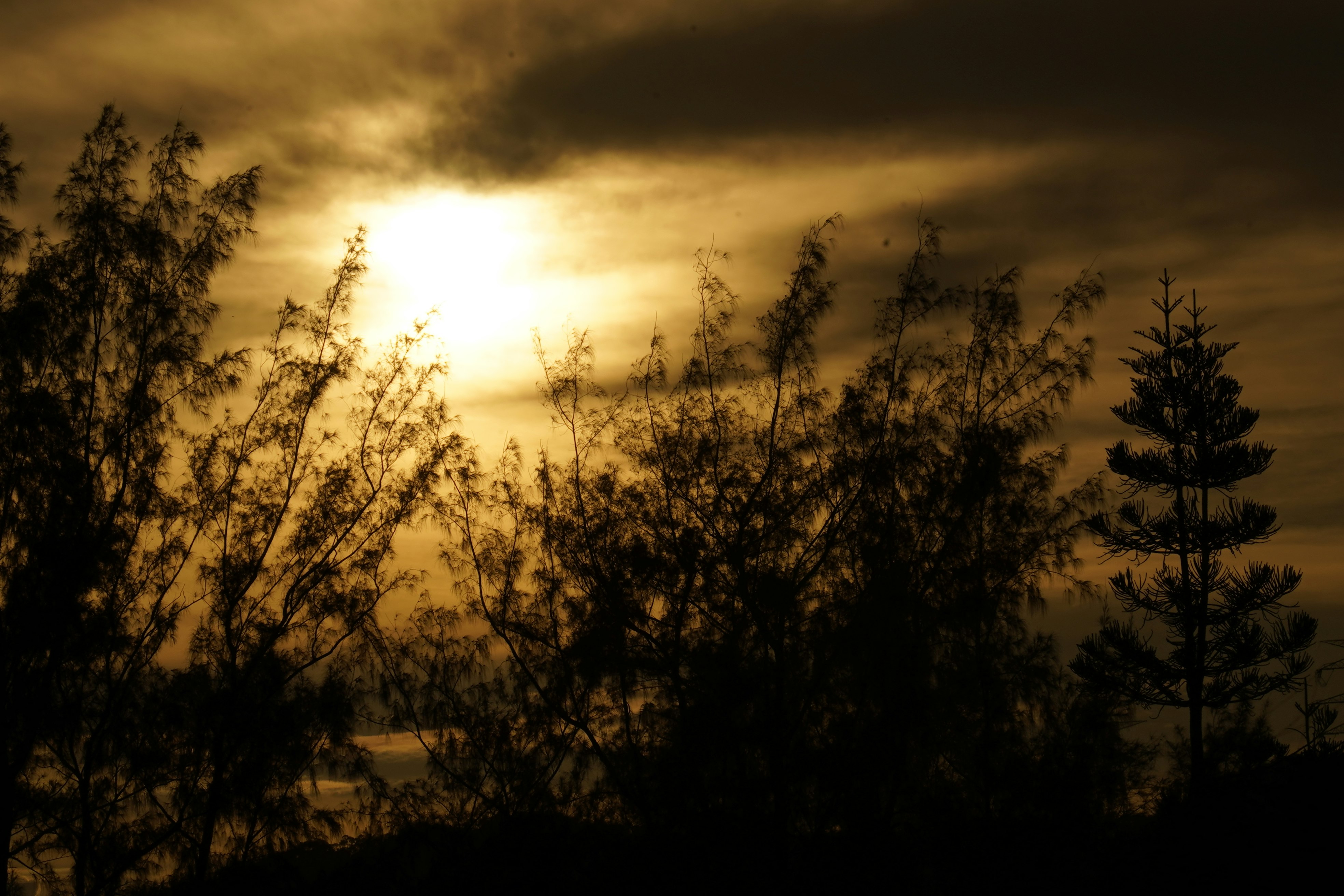 silhouette of trees during sunset